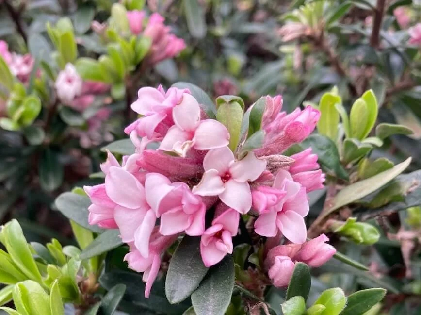 Daphne x transatlantica 'Pink Fragrance' (Eternal Fragrance Daphne